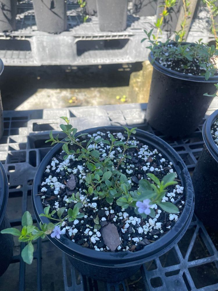 linnaea-twinflower