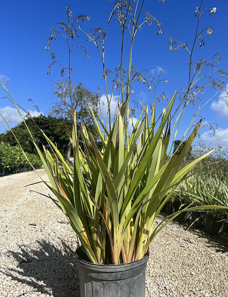 linum-flax