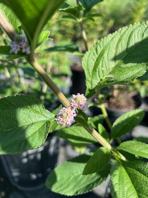 lippia-alba-bushy-lippia