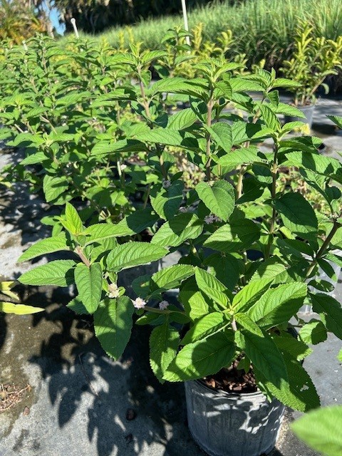 lippia-alba-bushy-lippia