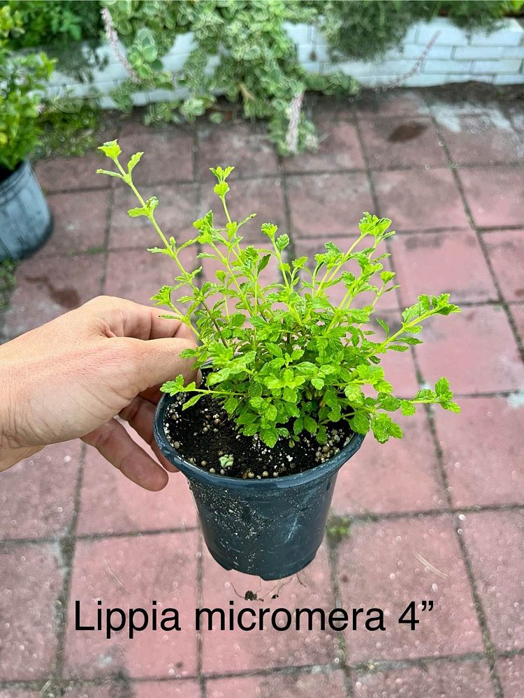 lippia-micromera-jamaican-oregano