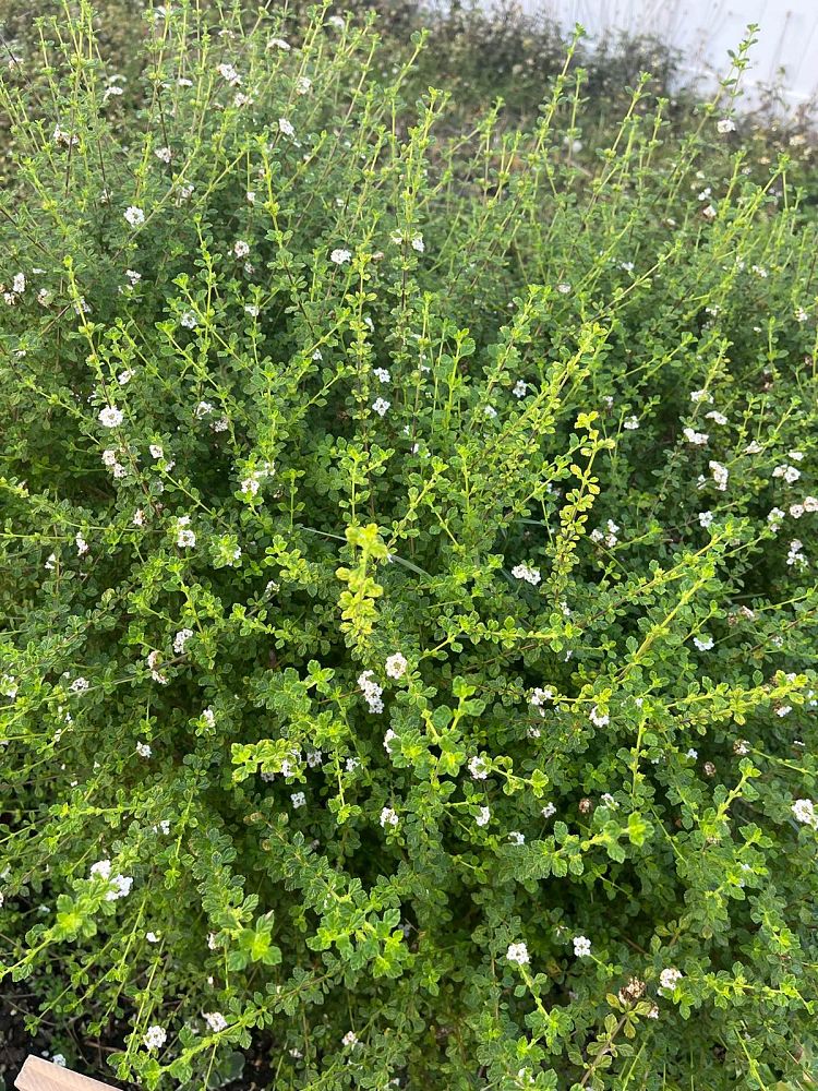 lippia-micromera-jamaican-oregano