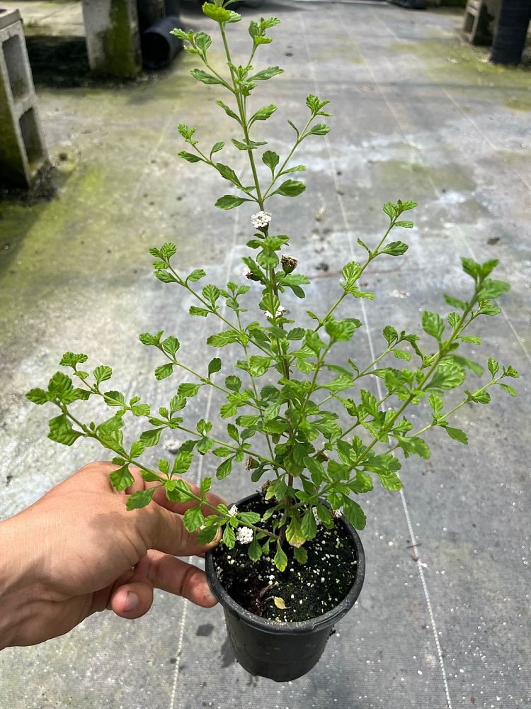 lippia-micromera-jamaican-oregano