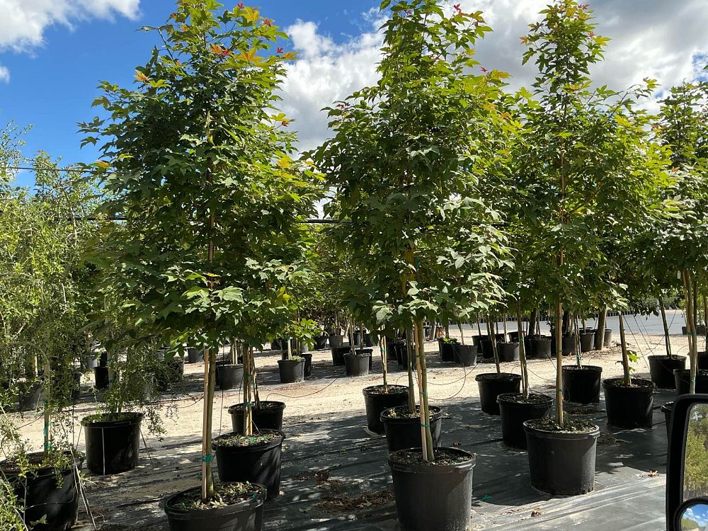 liquidambar-formosana-sweet-gum-formosa-sweetgum