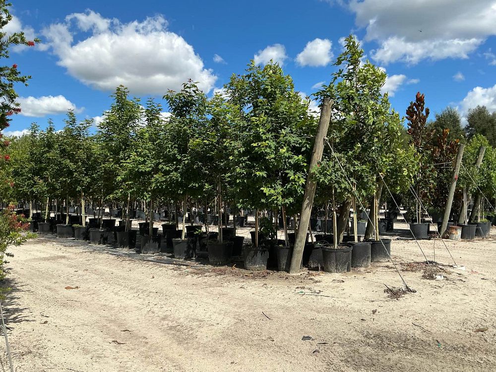 liquidambar-formosana-sweet-gum-formosa-sweetgum