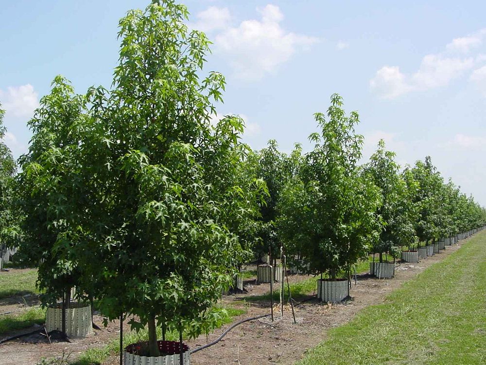 liquidambar-styraciflua-american-sweetgum