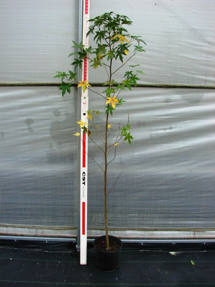 liquidambar-styraciflua-american-sweetgum