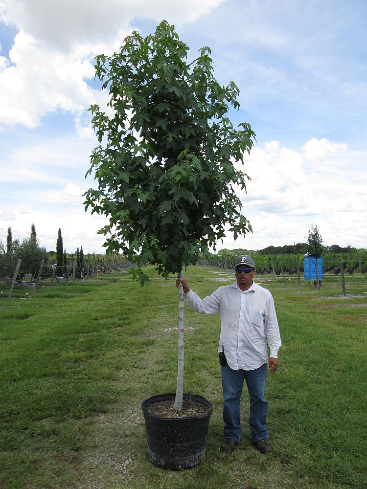 liquidambar-styraciflua-american-sweetgum