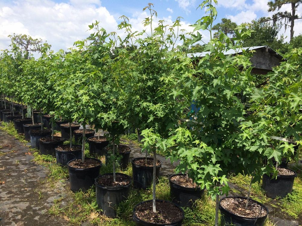 liquidambar-styraciflua-american-sweetgum