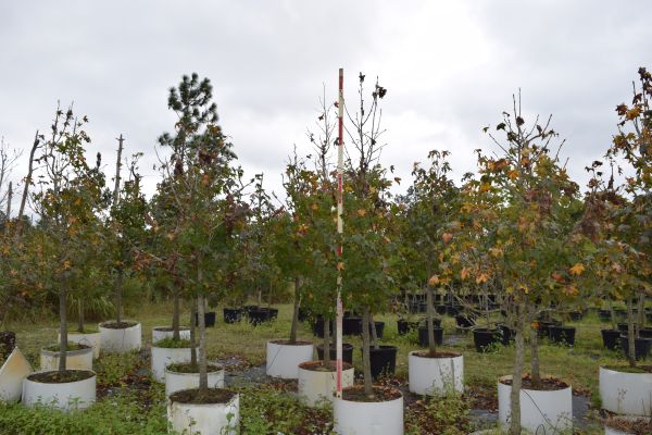 liquidambar-styraciflua-american-sweetgum