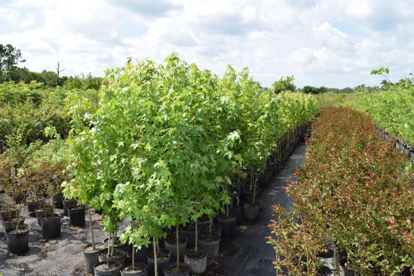 liquidambar-styraciflua-american-sweetgum
