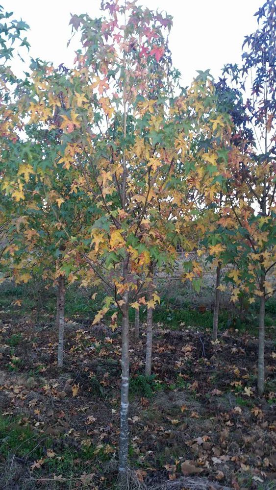 liquidambar-styraciflua-american-sweetgum