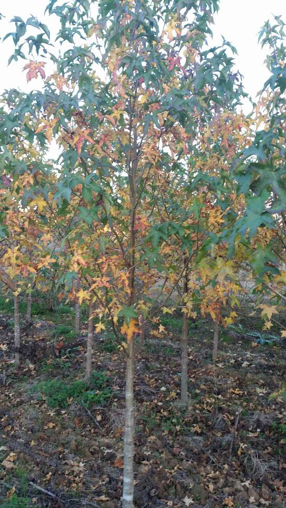 liquidambar-styraciflua-american-sweetgum