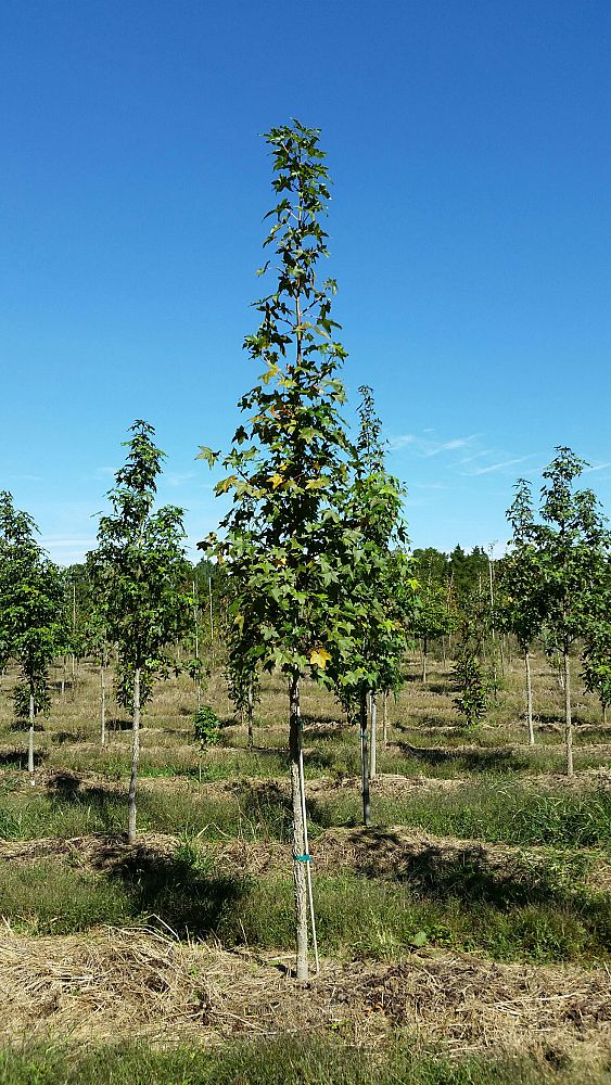 liquidambar-styraciflua-american-sweetgum