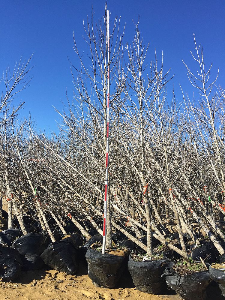 liquidambar-styraciflua-american-sweetgum