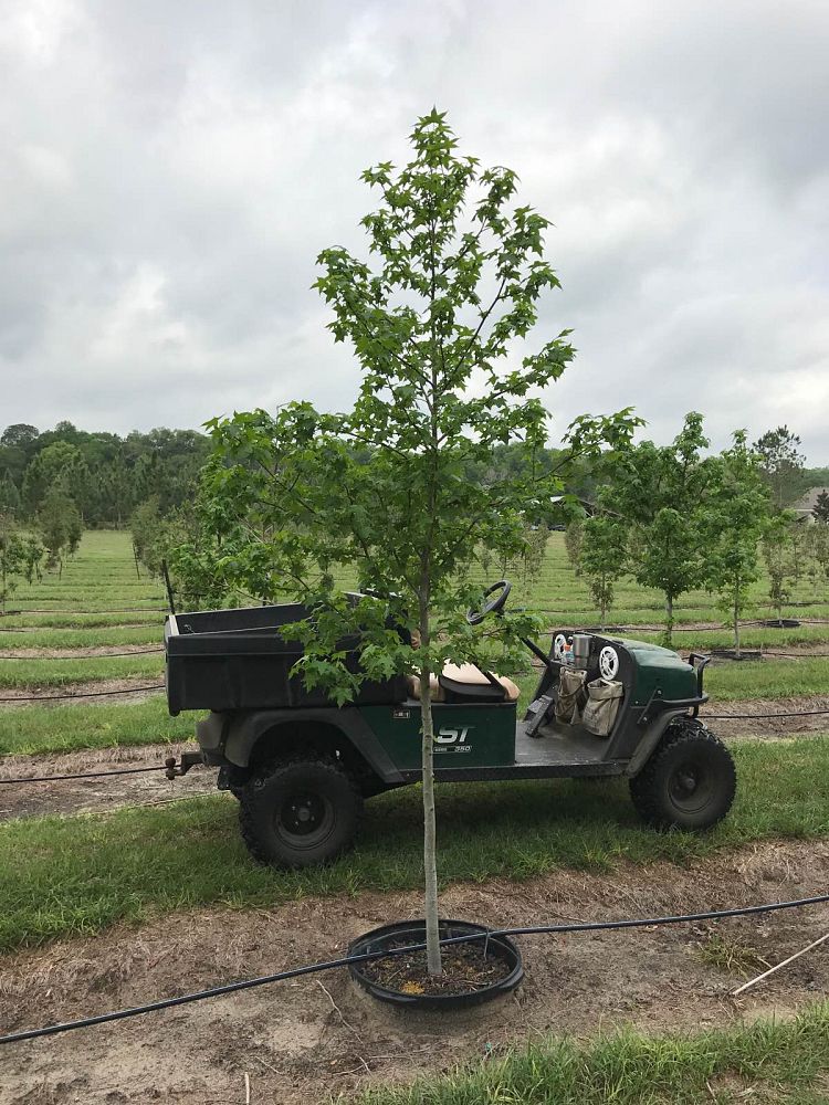 liquidambar-styraciflua-american-sweetgum