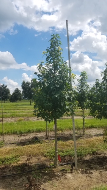 liquidambar-styraciflua-american-sweetgum