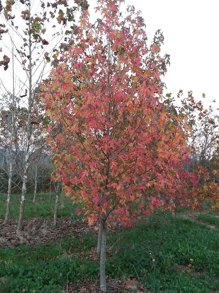 liquidambar-styraciflua-american-sweetgum