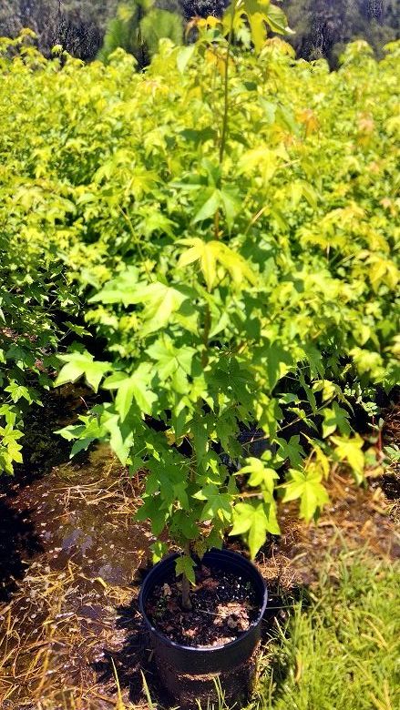 liquidambar-styraciflua-american-sweetgum