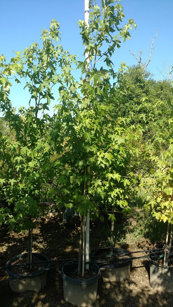 liquidambar-styraciflua-american-sweetgum