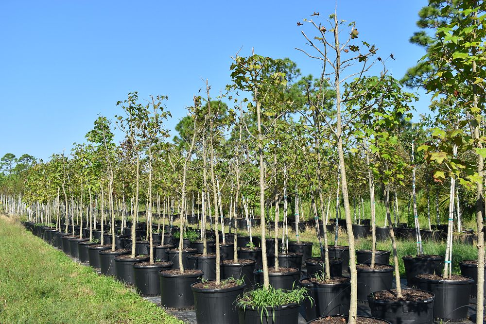 liquidambar-styraciflua-american-sweetgum