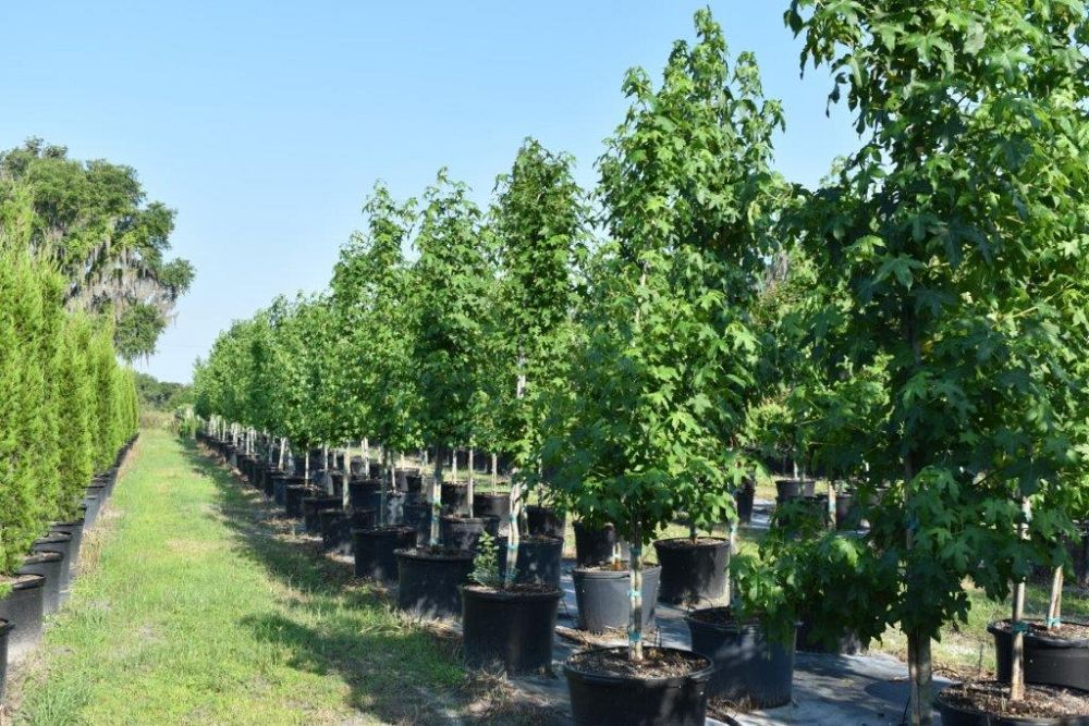 liquidambar-styraciflua-american-sweetgum