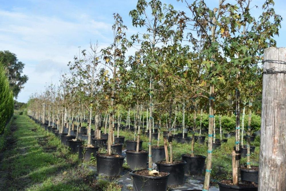 liquidambar-styraciflua-american-sweetgum