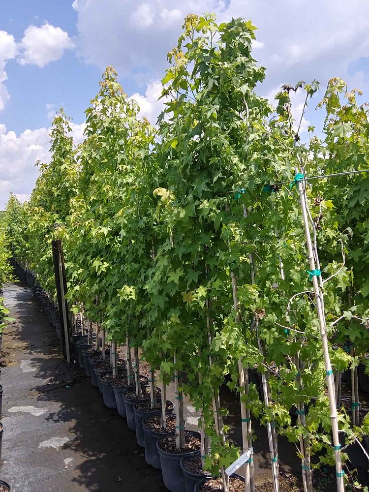 liquidambar-styraciflua-american-sweetgum