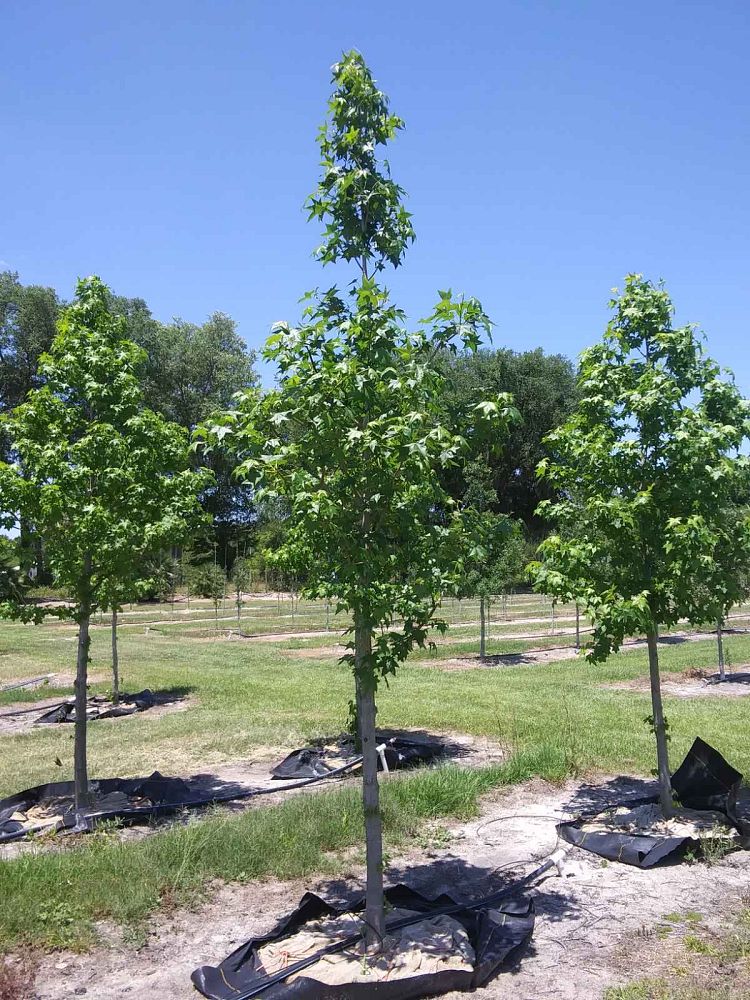 liquidambar-styraciflua-american-sweetgum