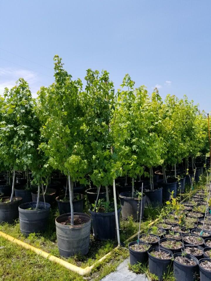 liquidambar-styraciflua-american-sweetgum