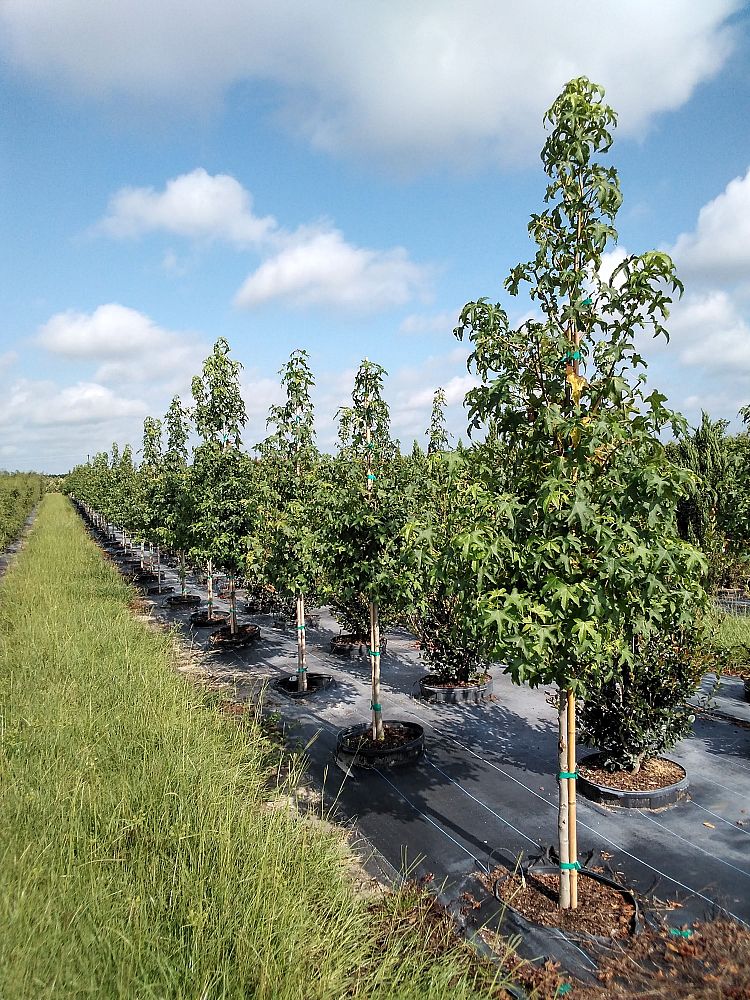 liquidambar-styraciflua-american-sweetgum