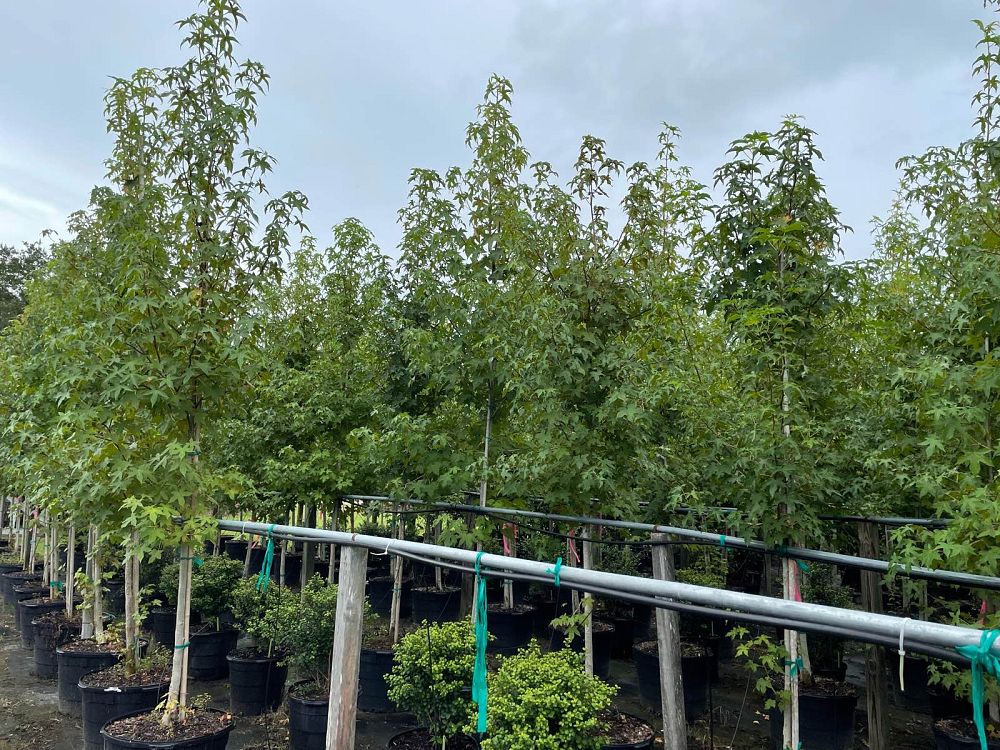 liquidambar-styraciflua-american-sweetgum