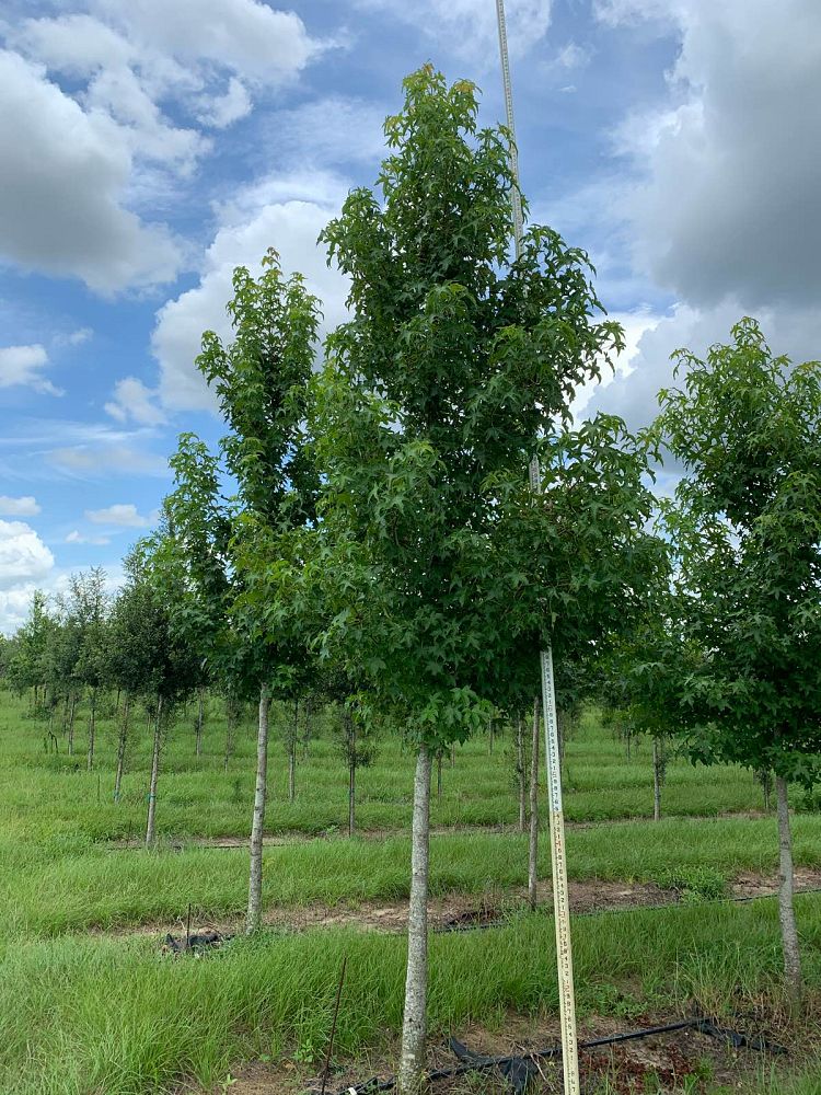 liquidambar-styraciflua-american-sweetgum