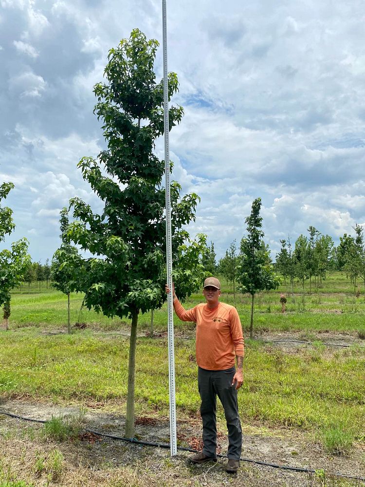 liquidambar-styraciflua-american-sweetgum