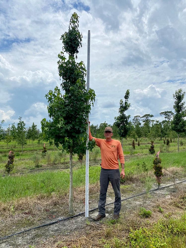 liquidambar-styraciflua-american-sweetgum