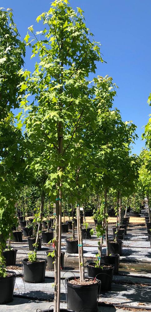 liquidambar-styraciflua-american-sweetgum