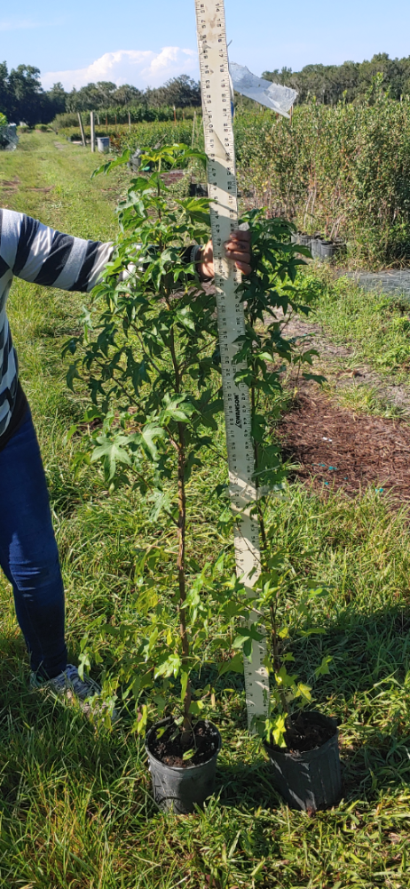 liquidambar-styraciflua-american-sweetgum