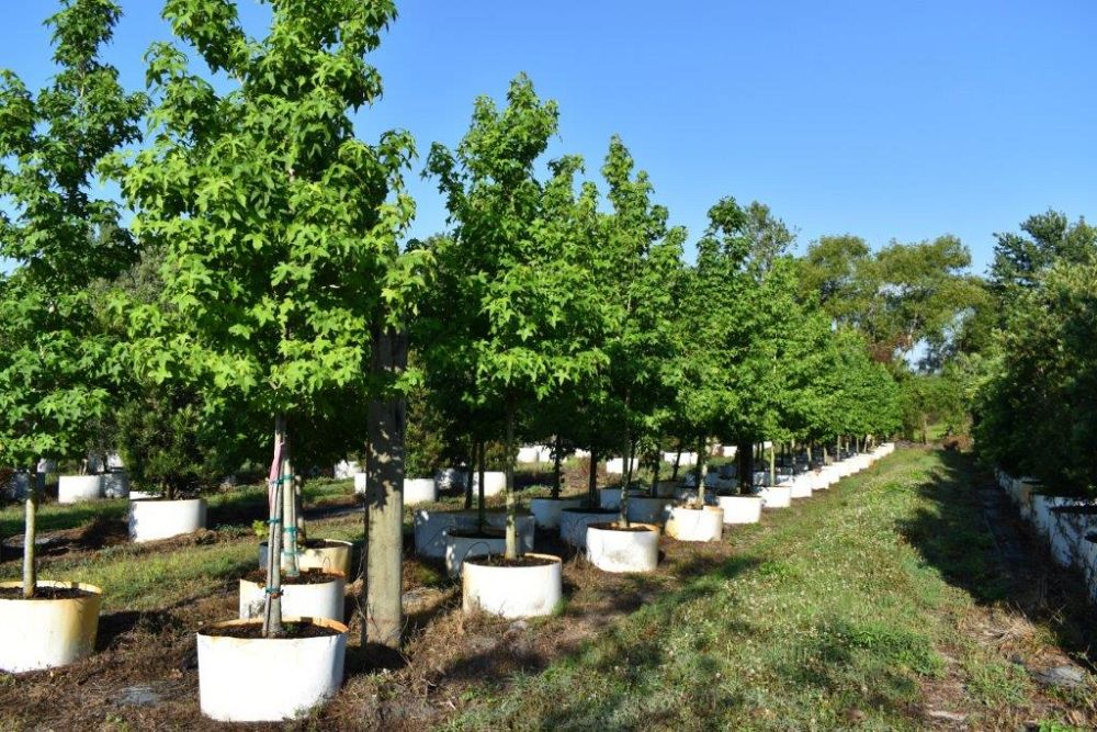 liquidambar-styraciflua-american-sweetgum