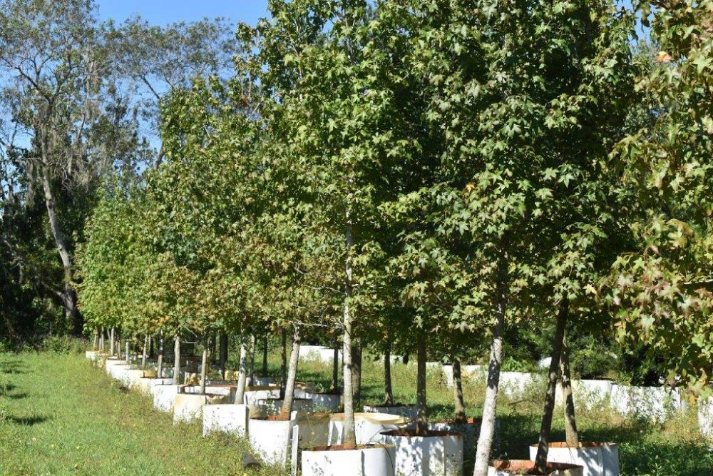 liquidambar-styraciflua-american-sweetgum