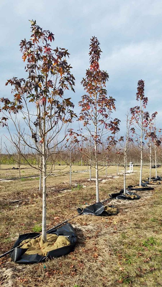 liquidambar-styraciflua-american-sweetgum