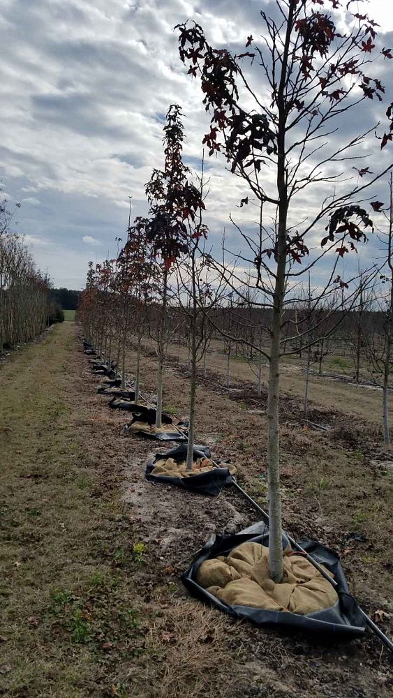 liquidambar-styraciflua-american-sweetgum