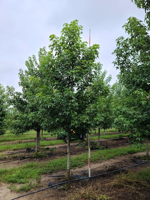 liquidambar-styraciflua-american-sweetgum