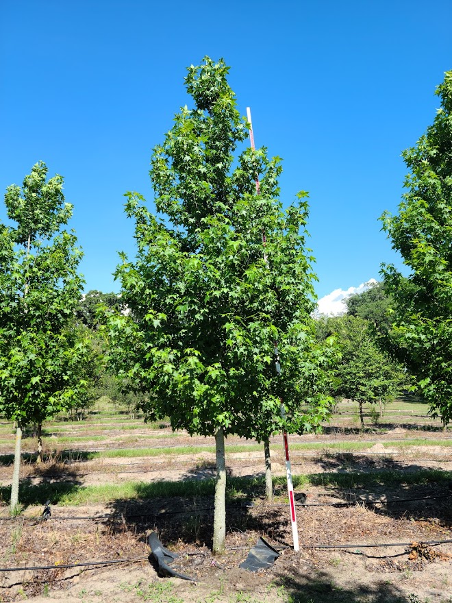 liquidambar-styraciflua-american-sweetgum