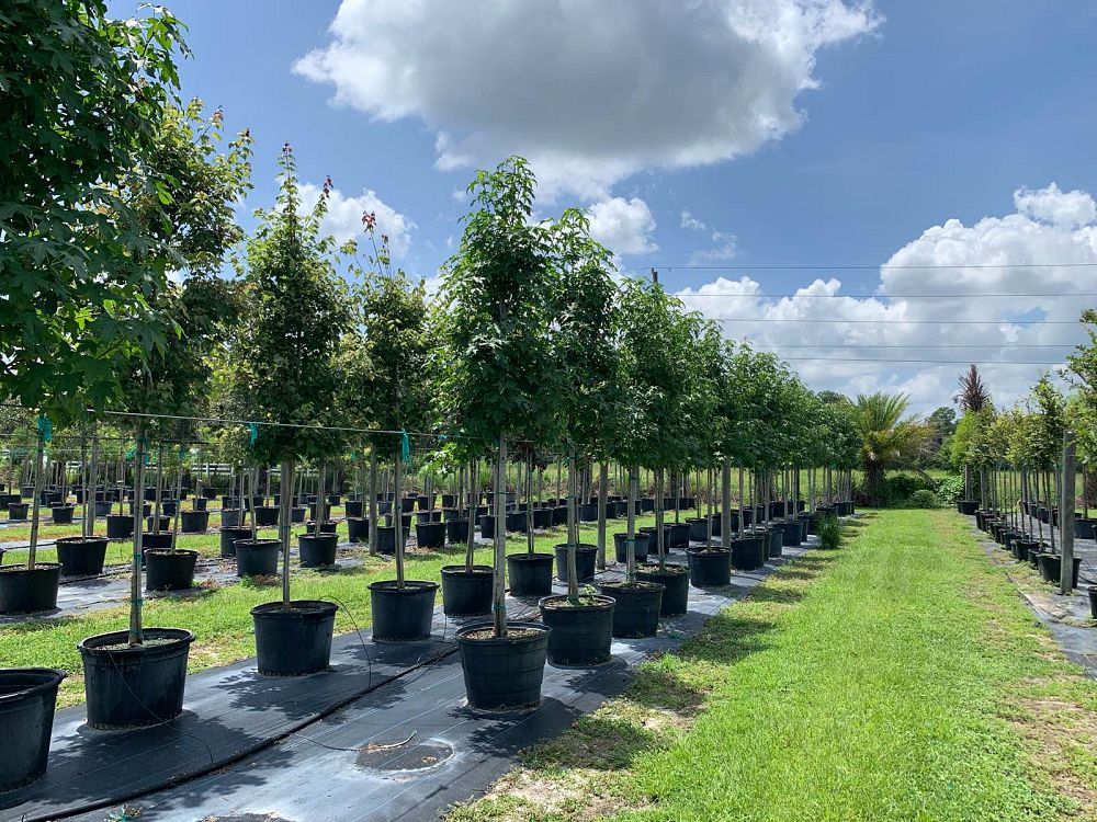 liquidambar-styraciflua-american-sweetgum