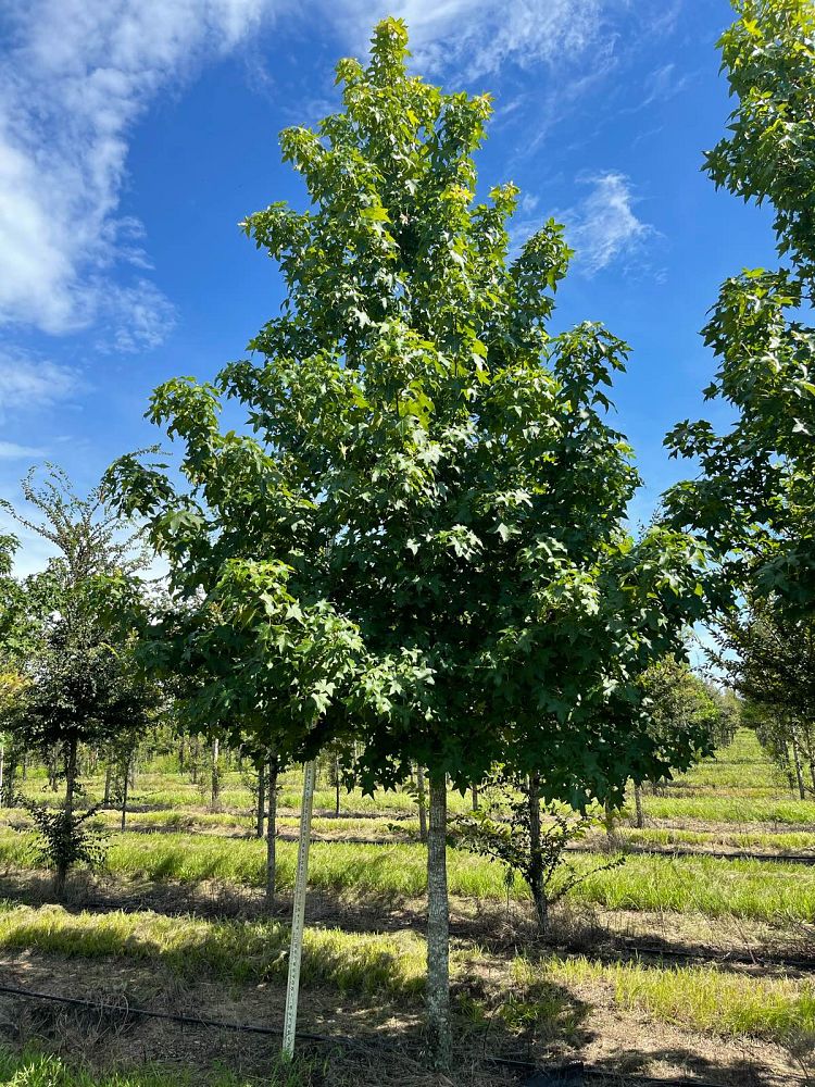 liquidambar-styraciflua-american-sweetgum