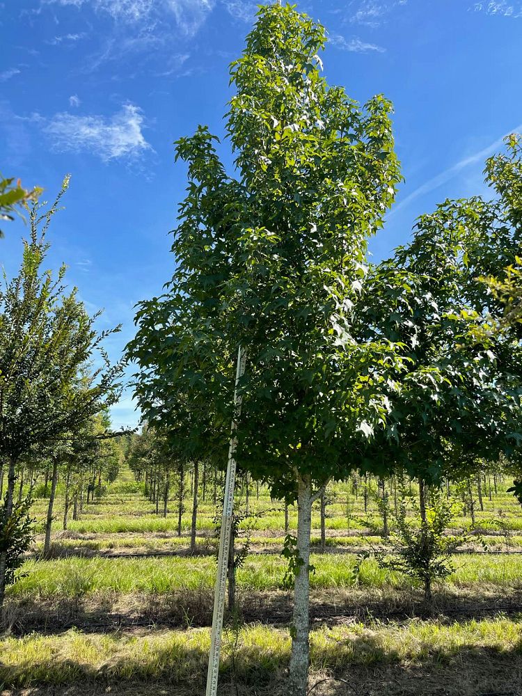 liquidambar-styraciflua-american-sweetgum