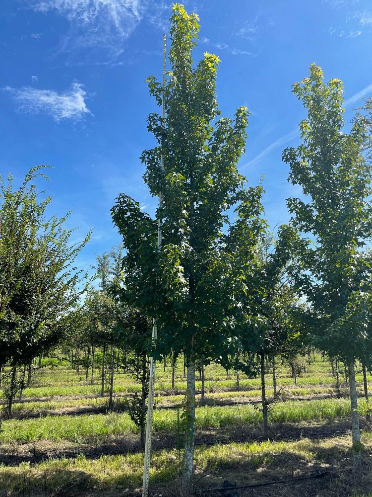 liquidambar-styraciflua-american-sweetgum