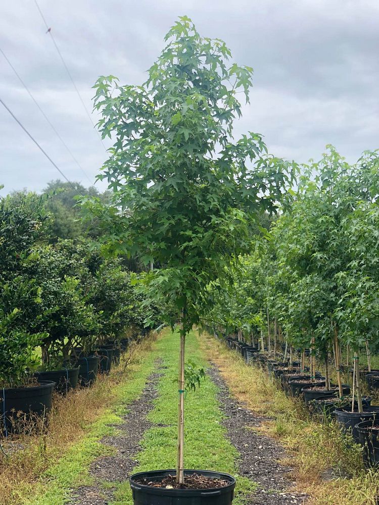 liquidambar-styraciflua-american-sweetgum