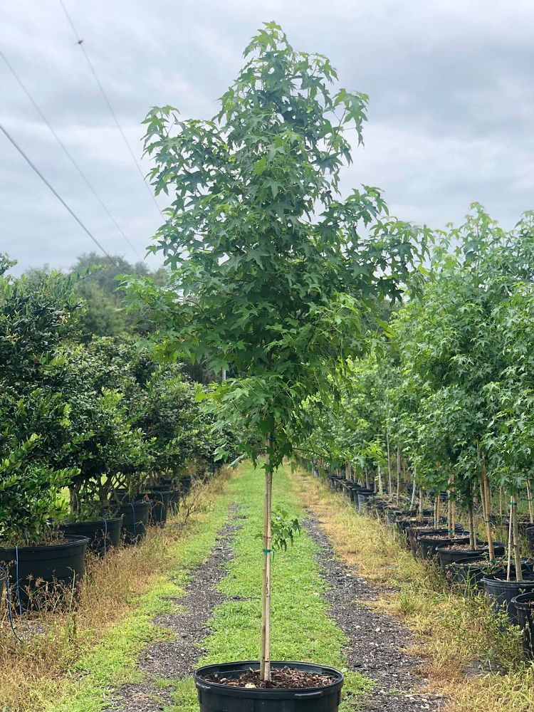 liquidambar-styraciflua-american-sweetgum