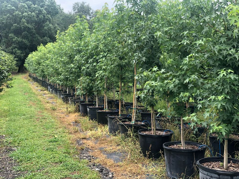 liquidambar-styraciflua-american-sweetgum
